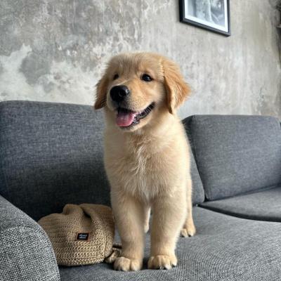 Golden Retriever Puppy for Rehoming
